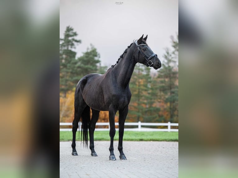 Trakehner Gelding 7 years 16,1 hh Smoky-Black in Barłomino