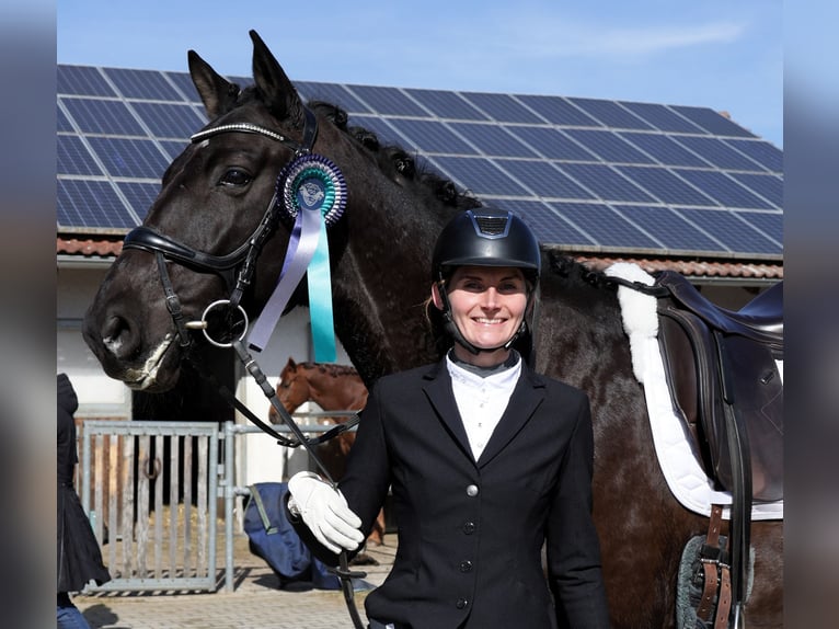 Trakehner Gelding 7 years 16,3 hh Bay-Dark in Zorneding
