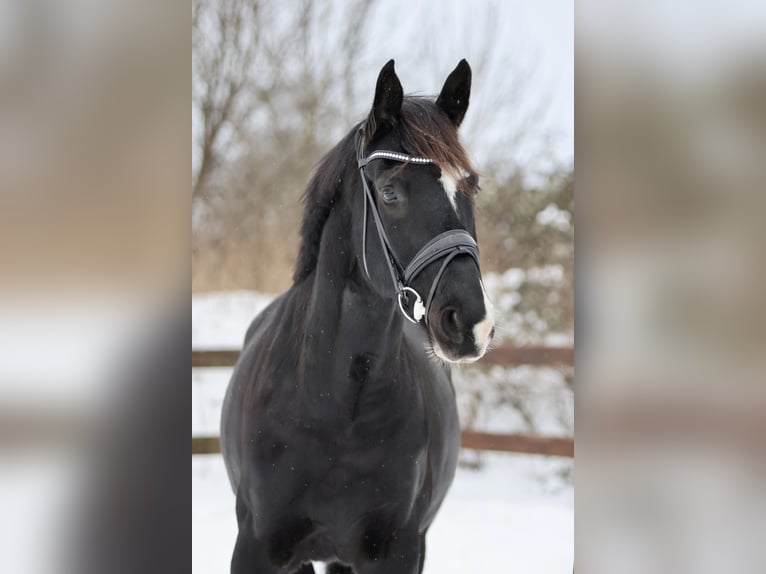 Trakehner Gelding 7 years 17 hh Black in Blekendorf