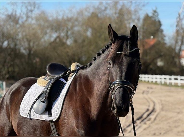 Trakehner Gelding 7 years 17 hh Black in Verden (Aller)