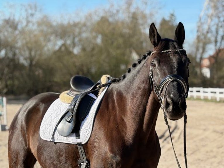 Trakehner Gelding 7 years 17 hh Black in Verden (Aller)