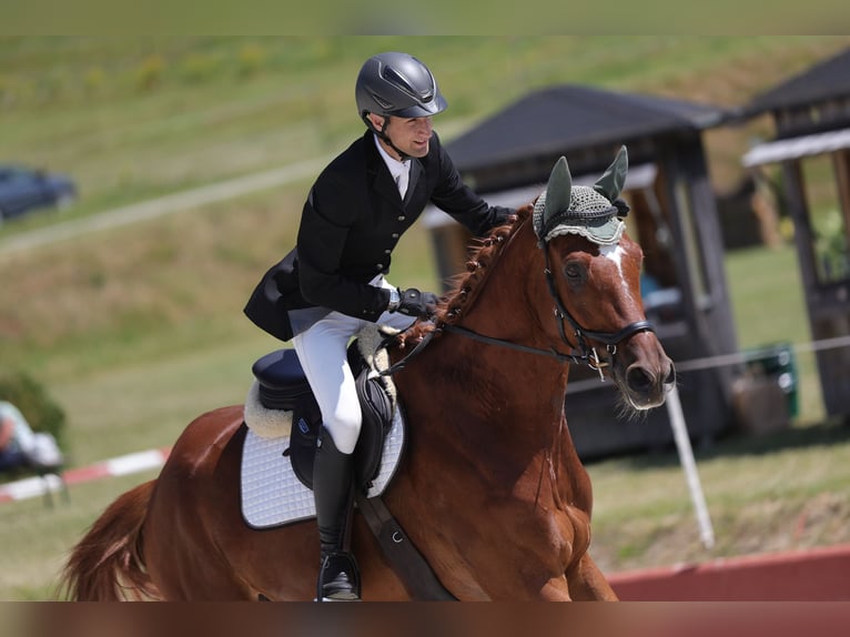 Trakehner Gelding 7 years 17 hh Chestnut-Red in Kallham
