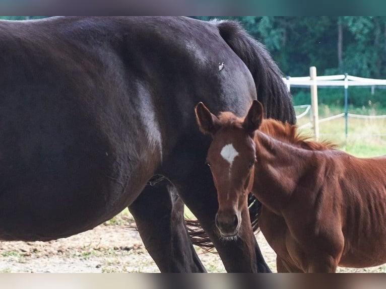 Trakehner Gelding 7 years 17 hh Chestnut-Red in Kallham