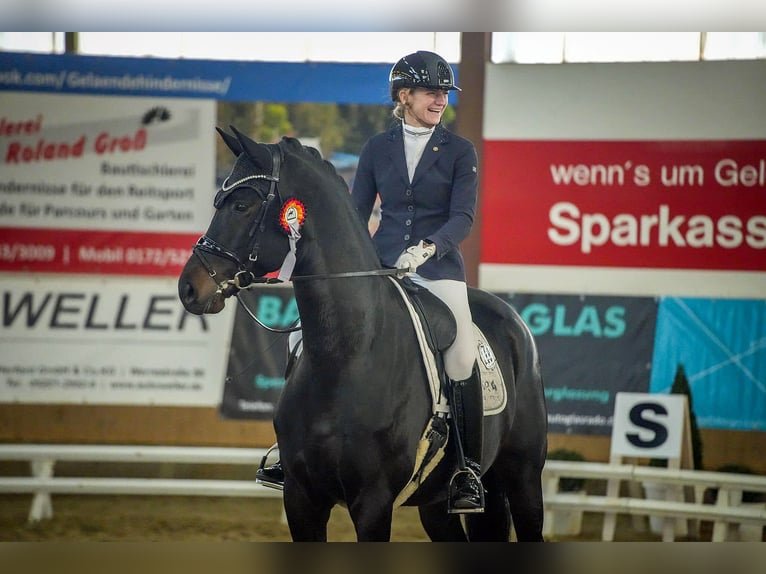 Trakehner Gelding 7 years 17 hh Smoky-Black in Emmerthal
