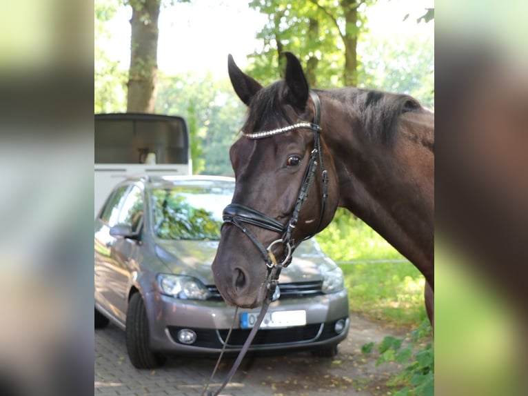Trakehner Gelding 7 years 17 hh Smoky-Black in Lienen