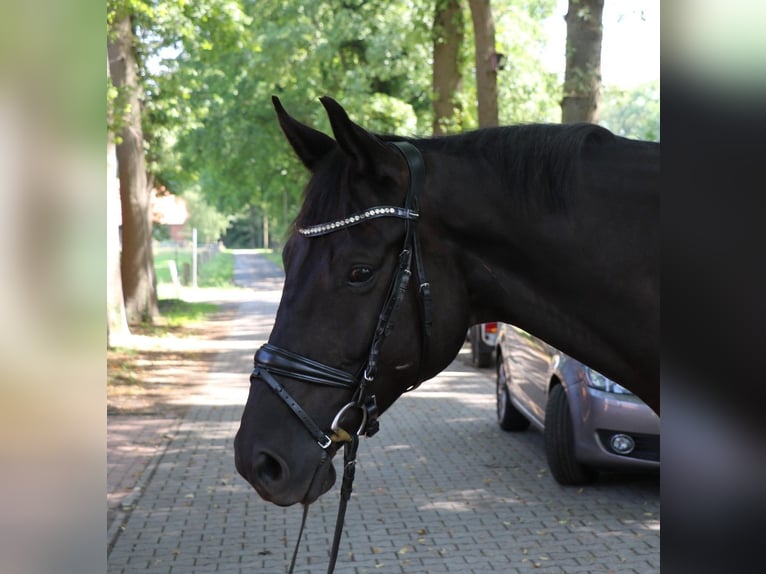 Trakehner Gelding 7 years 17 hh Smoky-Black in Lienen