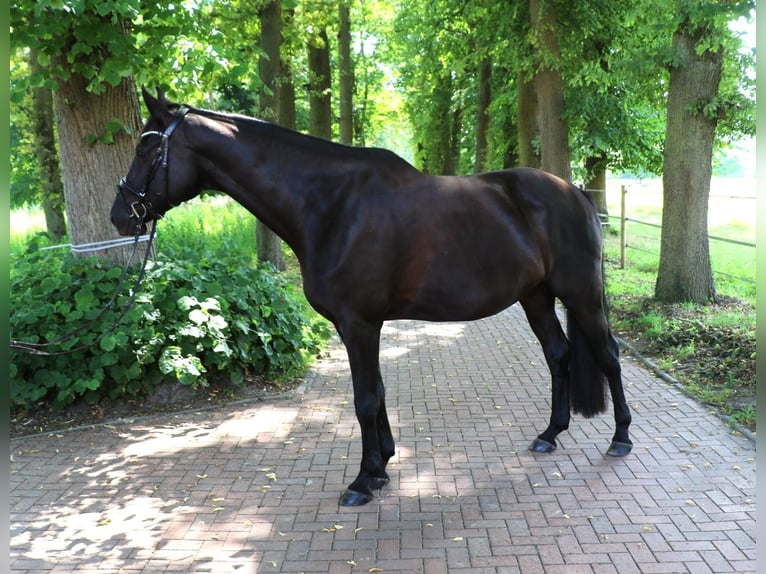 Trakehner Gelding 7 years 17 hh Smoky-Black in Lienen
