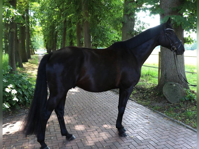 Trakehner Gelding 7 years 17 hh Smoky-Black in Lienen