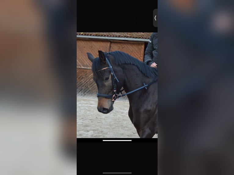 Trakehner Gelding 8 years 16,1 hh Bay-Dark in linz