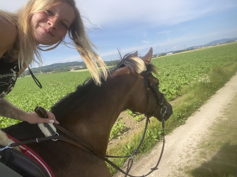 Trakehner Gelding 8 years 16,2 hh Bay-Dark in linz