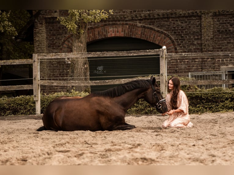 Trakehner Gelding 8 years 16.3 hh Smoky-Black in Herten