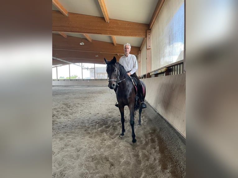 Trakehner Gelding 8 years 16 hh Bay-Dark in Pappenheim