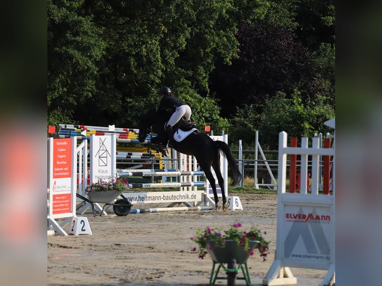 Trakehner Gelding 8 years 16 hh Black in Dorsten