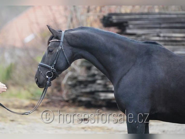 Trakehner Gelding 8 years 16 hh Black in Region Brno