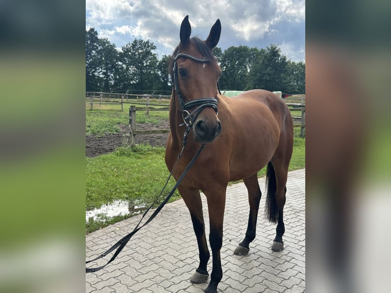 Trakehner Gelding 8 years 16 hh Brown in Salzhausen