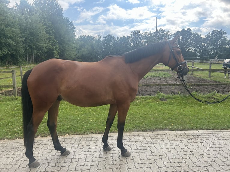 Trakehner Gelding 8 years 16 hh Brown in Salzhausen