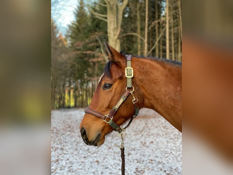 Trakehner Gelding 8 years 16 hh Brown in Salzhausen