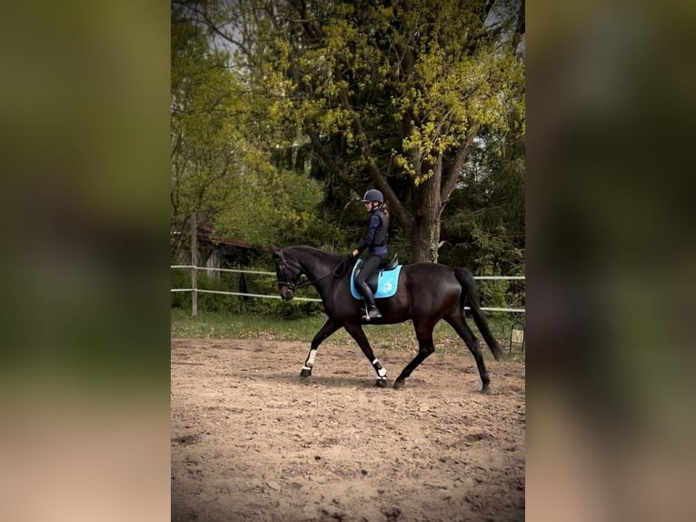 Trakehner Gelding 8 years 17.2 hh Bay-Dark in Zühlsdorf