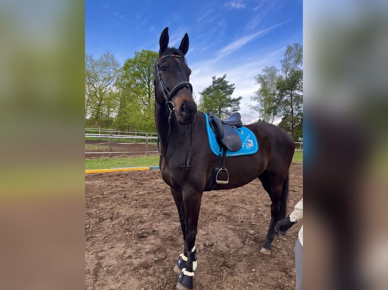 Trakehner Gelding 8 years 17.2 hh Bay-Dark in Zühlsdorf