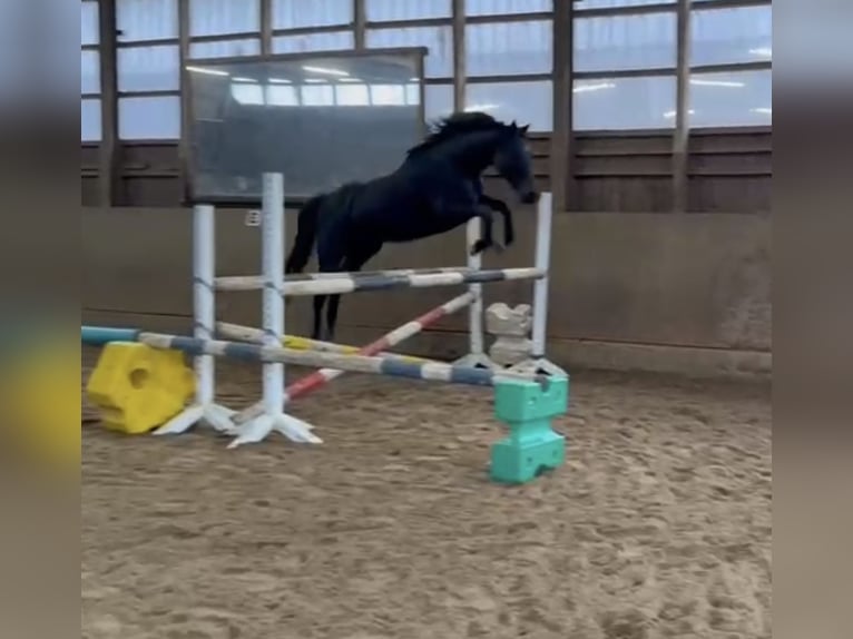 Trakehner Gelding 9 years 15.3 hh Black in Hamburg