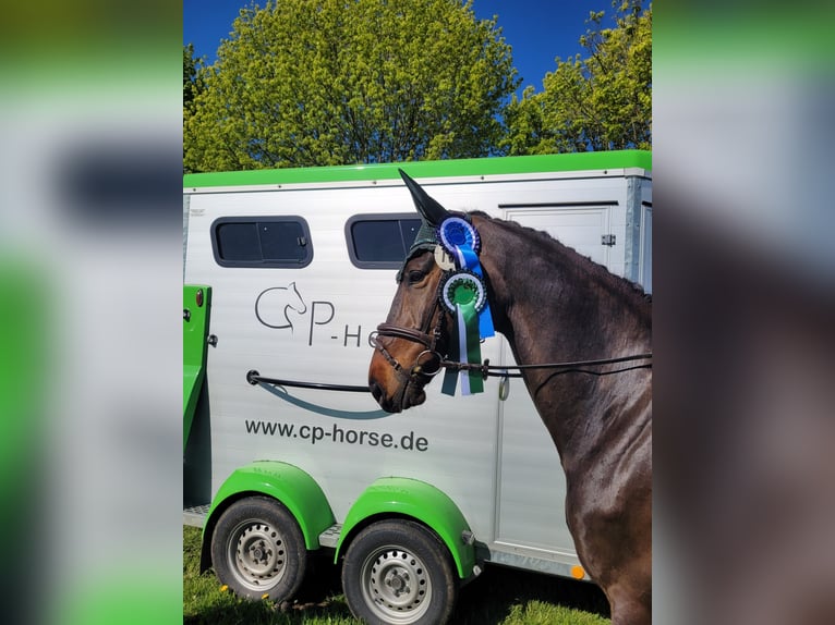 Trakehner Gelding 9 years 16.1 hh Bay-Dark in Altshausen
