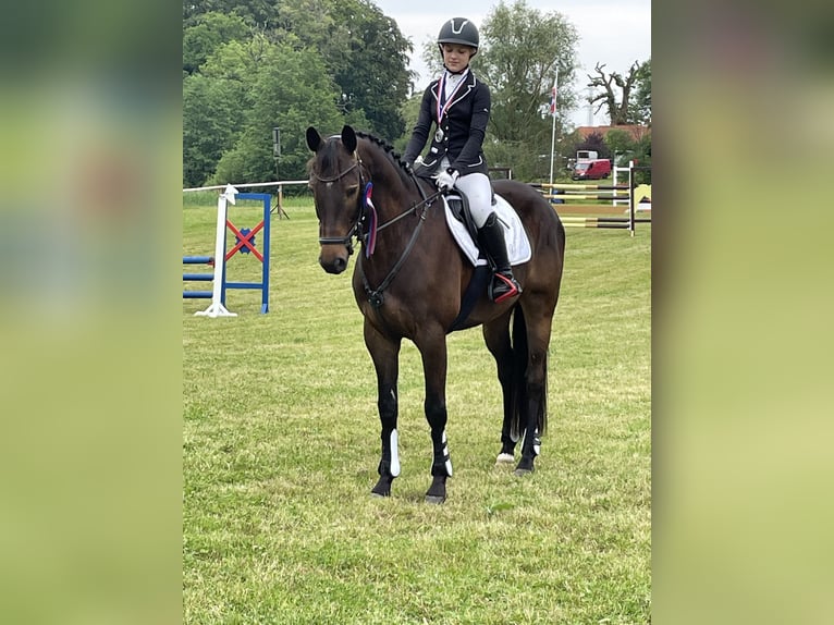 Trakehner Gelding 9 years 16,1 hh Bay-Dark in Rantzau