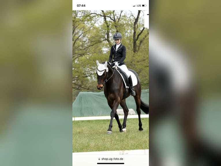 Trakehner Gelding 9 years 16,1 hh Bay-Dark in Rantzau