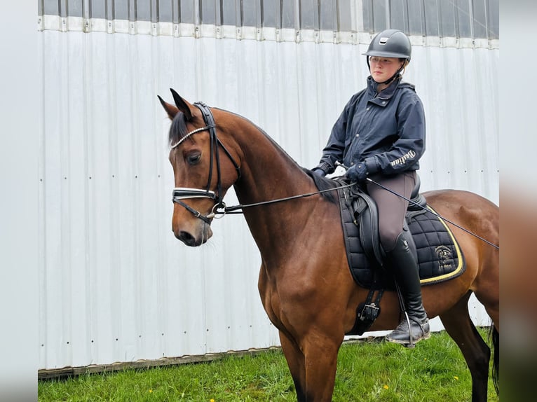 Trakehner Gelding 9 years 16,1 hh Brown in Sottrz