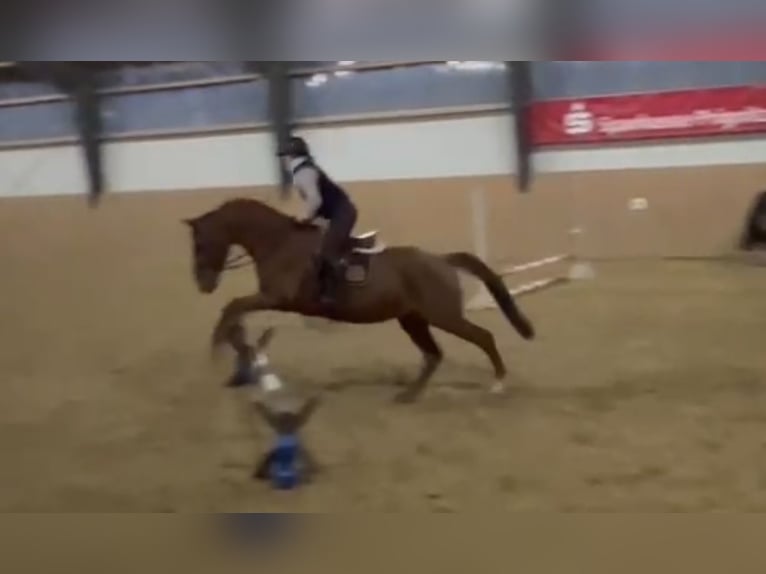 Trakehner Gelding 9 years 16.1 hh Chestnut-Red in Garden