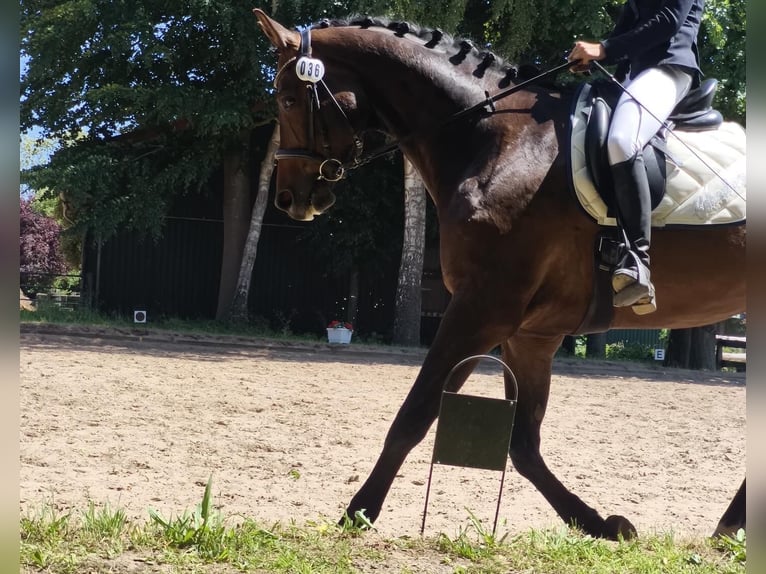 Trakehner Gelding 9 years 16.3 hh Brown in Krummwisch