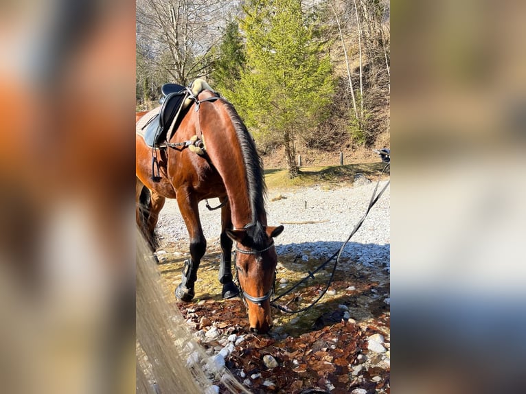 Trakehner Gelding 9 years 16 hh Brown in Kuchl