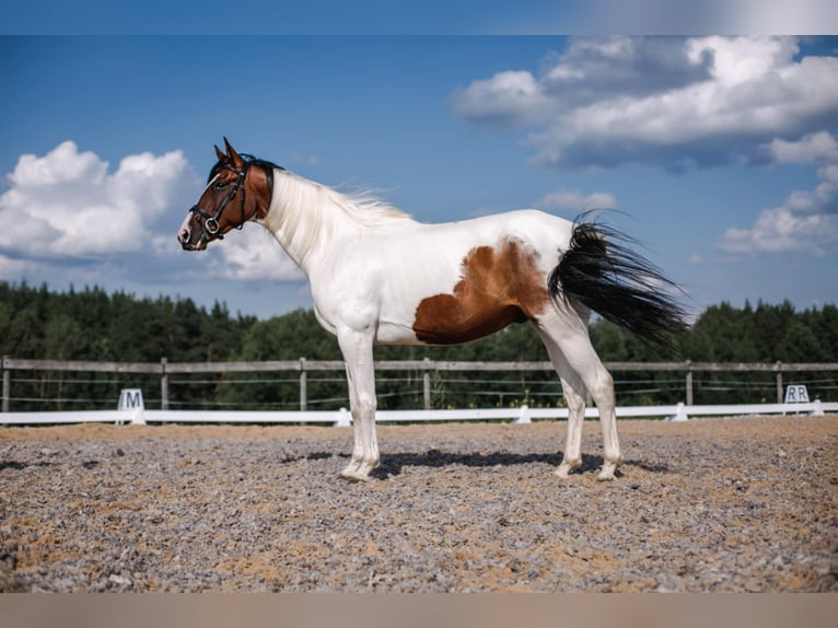 Trakehner Gelding 9 years 16 hh Pinto in Vilnius