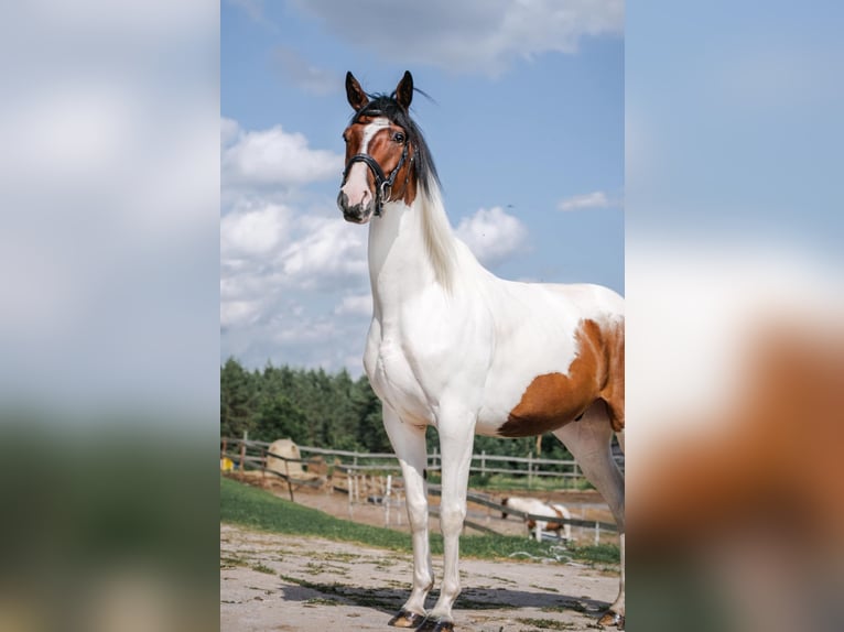 Trakehner Gelding 9 years 16 hh Pinto in Vilnius