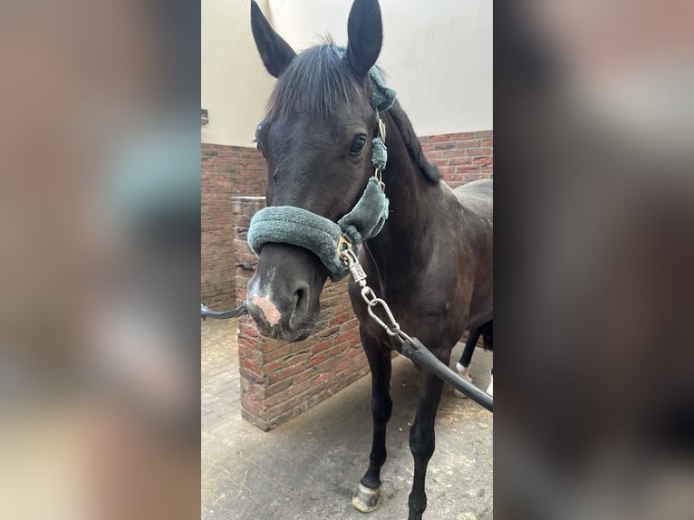 Trakehner Gelding 9 years 16,1 hh Bay-Dark in Berlin