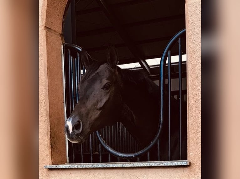 Trakehner Gelding 9 years 16,1 hh Bay-Dark in Berlin