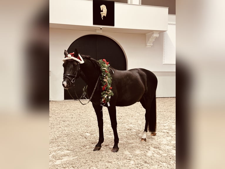 Trakehner Gelding 9 years 16,1 hh Bay-Dark in Berlin