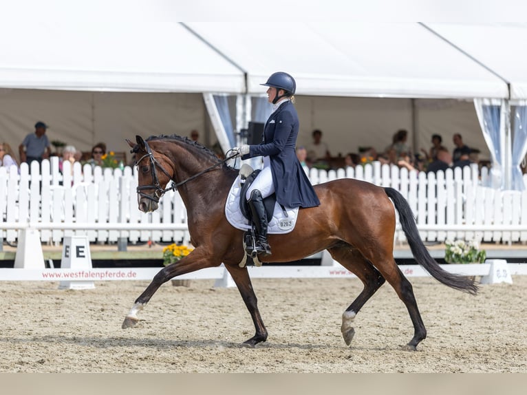 Trakehner Gelding 9 years 16,2 hh Bay-Dark in Borchen