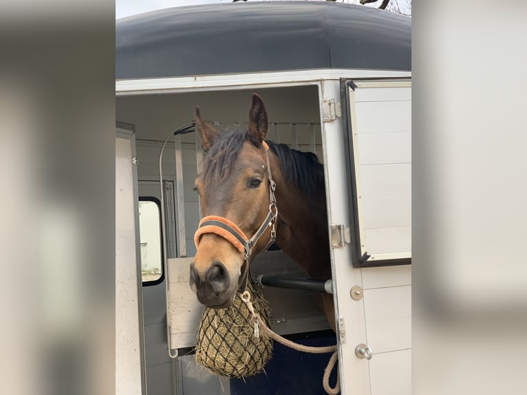 Trakehner Gelding 9 years 16,2 hh Brown in Erkelenz