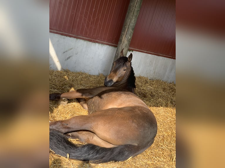 Trakehner Gelding 9 years 16,2 hh Brown in Erkelenz