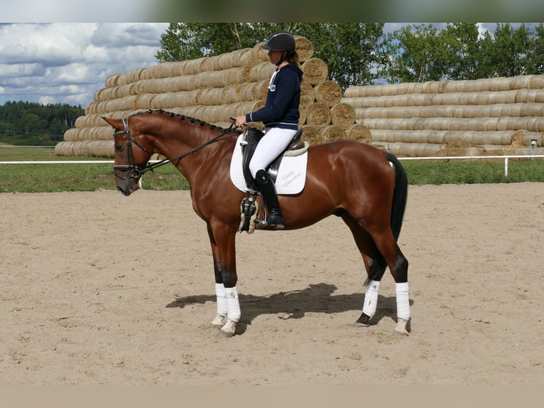 Trakehner Gelding 9 years 16,2 hh Brown in Ganschow