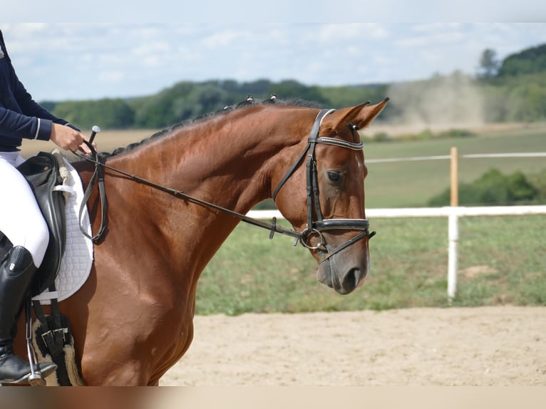 Trakehner Gelding 9 years 16,2 hh Brown in Ganschow