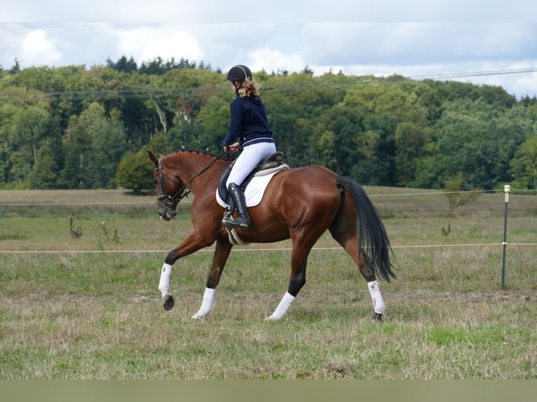 Trakehner Gelding 9 years 16,2 hh Brown in Ganschow