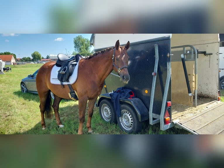 Trakehner Giumenta 10 Anni 162 cm Sauro scuro in Gerolfingen