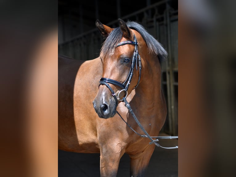 Trakehner Giumenta 10 Anni 163 cm Baio in Bad Oldesloe