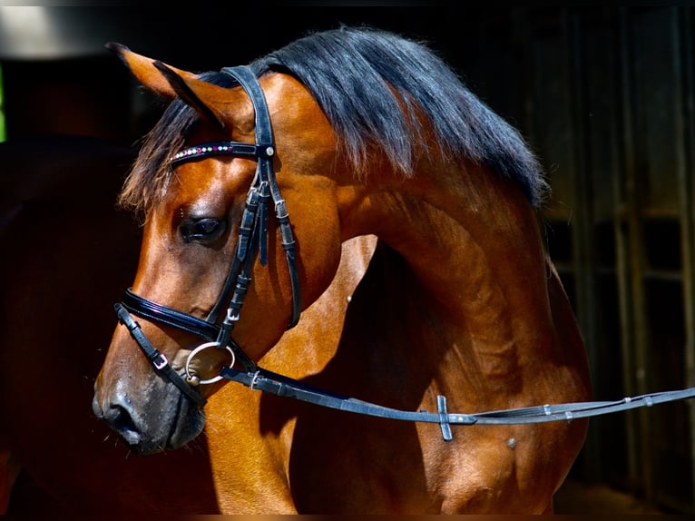Trakehner Giumenta 10 Anni 163 cm Baio in Bad Oldesloe