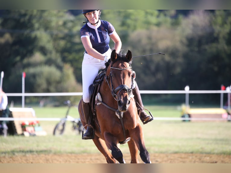 Trakehner Giumenta 10 Anni 164 cm Baio in Passail