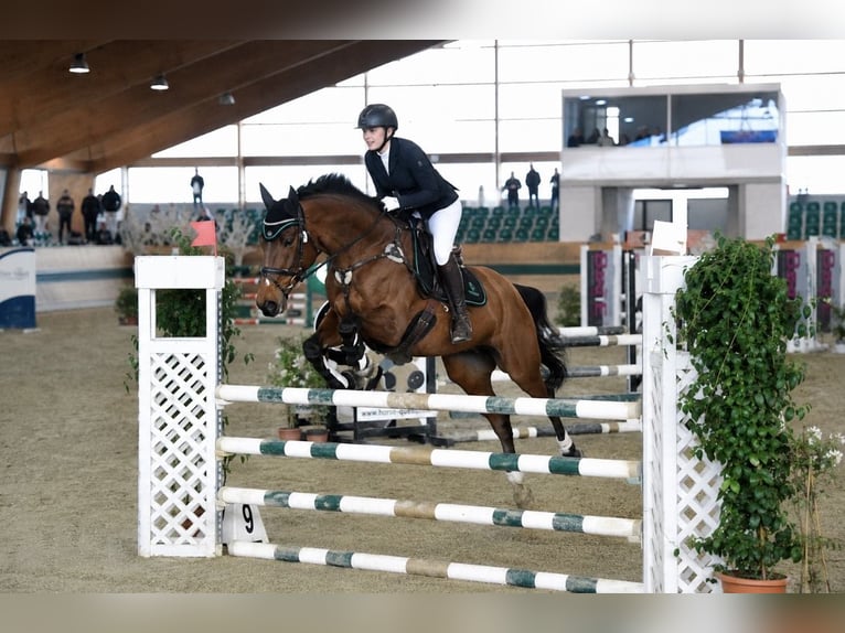Trakehner Giumenta 10 Anni 164 cm Baio in Passail