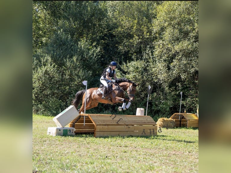 Trakehner Giumenta 10 Anni 164 cm Baio in Passail