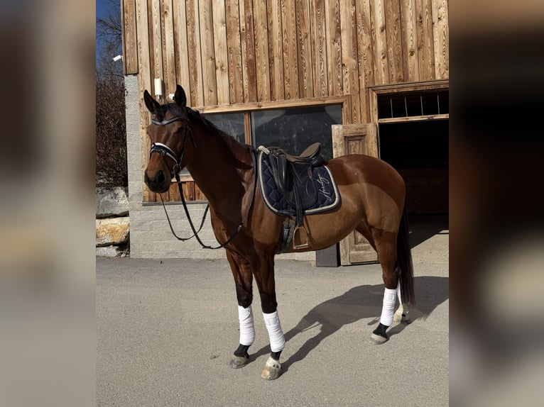 Trakehner Giumenta 10 Anni 164 cm Baio in Passail