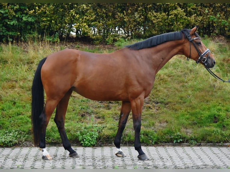 Trakehner Giumenta 10 Anni 165 cm Baio in Fürstenau